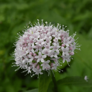 Valeriana