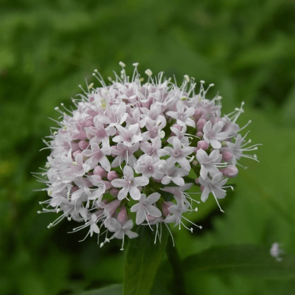 Valeriana