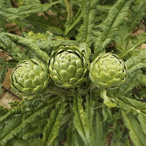 Alcachofa