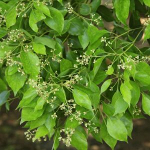 Alcanfor