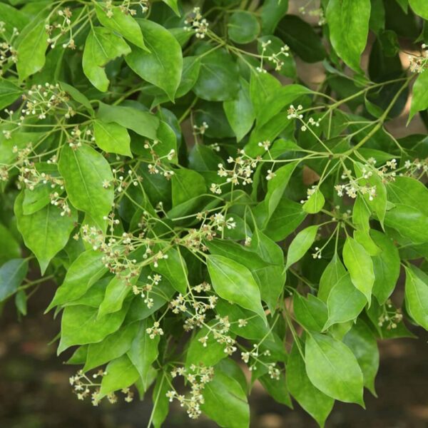 Alcanfor