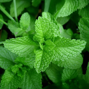 Menta