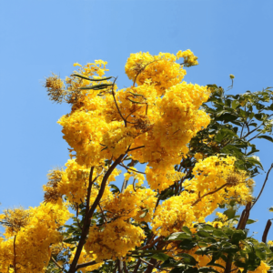 Guayacán