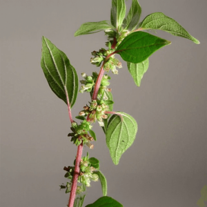 Parietaria