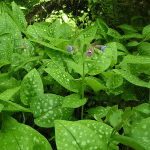 Pulmonaria