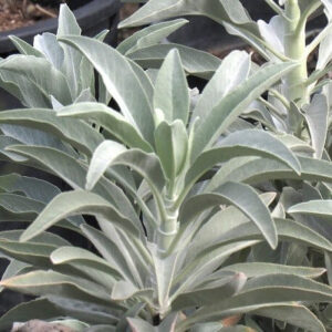 Salvia Blanca