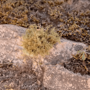Yerba de la piedra