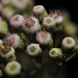 Yerba lucera