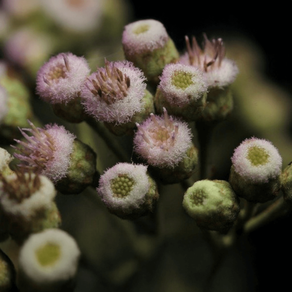 Yerba lucera