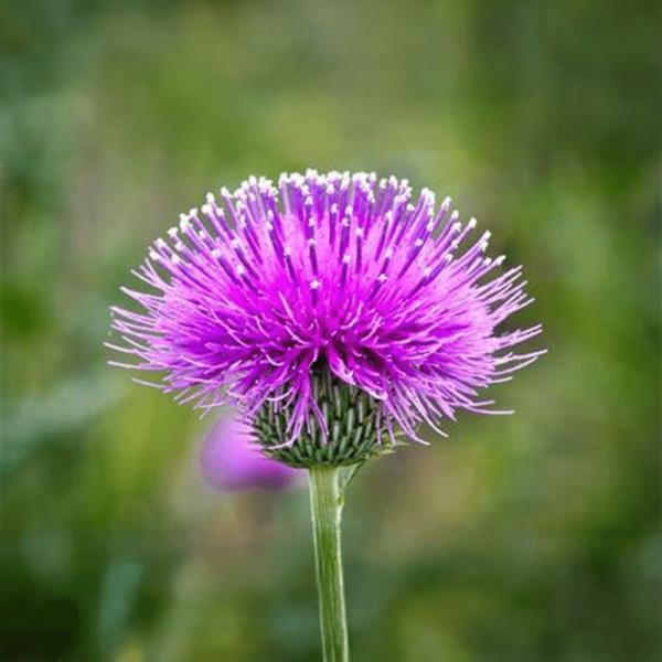 Bardana