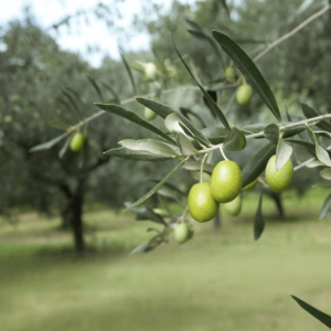 Olivo