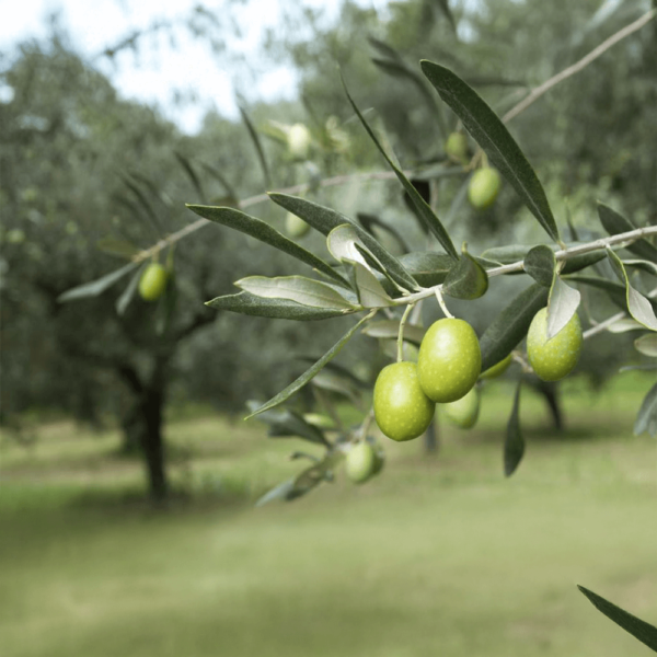 Olivo