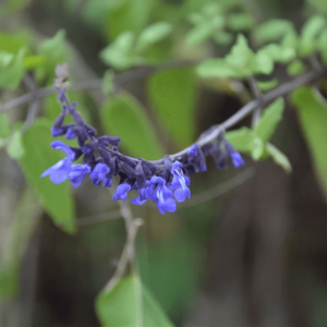 Salvia de la Puna